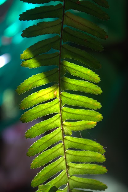 Flor de Marìa Perez Cruz UJMD